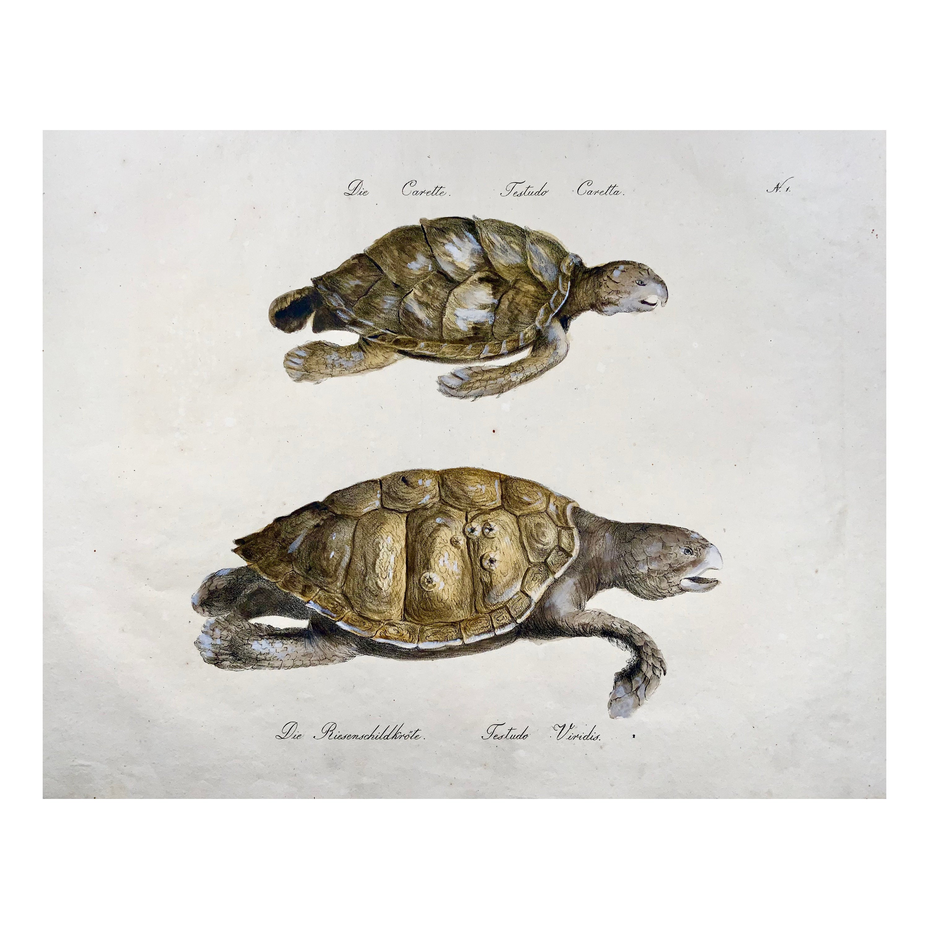 Turtles, Brodtmann, Imp. folio 42,5 cm, incunabulaire de la lithographie, 1816