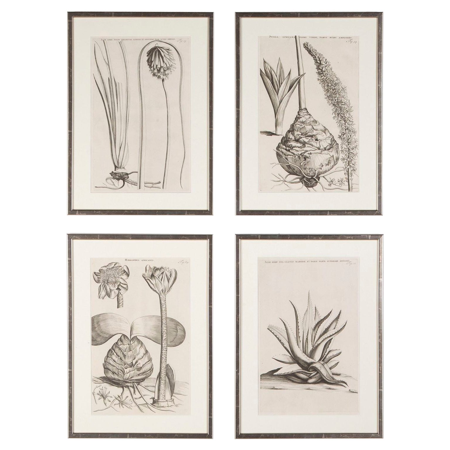 Set von vier botanischen Gravuren von Jan und Caspar Commelin aus dem 17. Jahrhundert