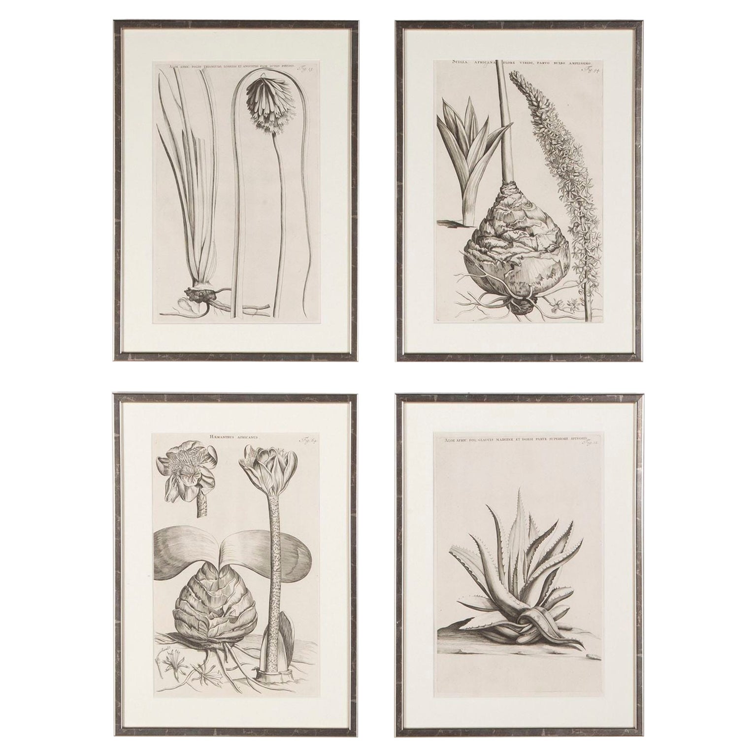 Conjunto de 4 grabados botánicos del siglo XVII de Jan & Caspar Commelin