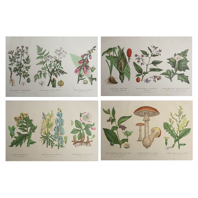 Original Botanitcal Prints Set of 4 Original Vintage Botanical Prints, circa 1900 For Sale at 1stDibs