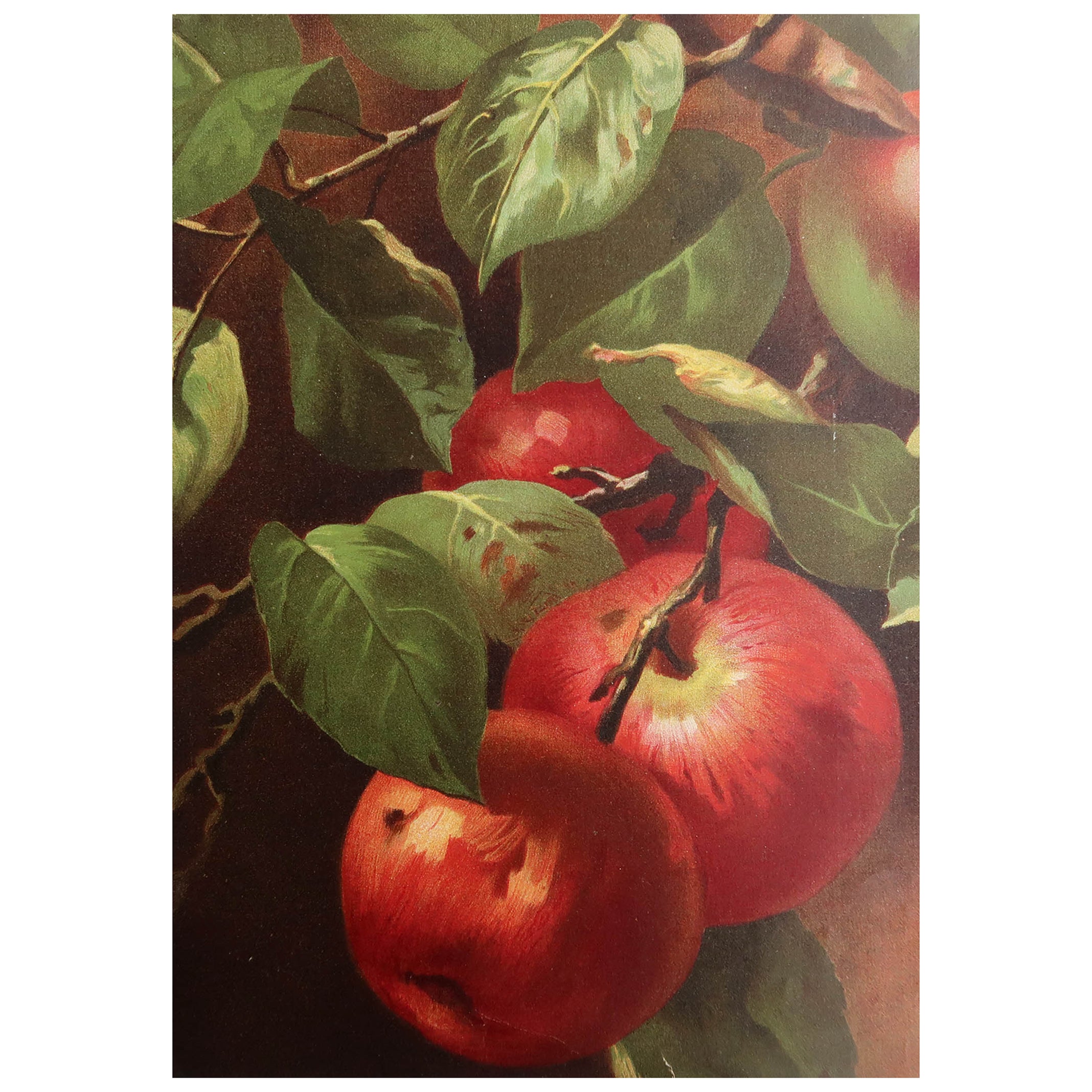 Original Antiker Obstdruck, Apfeln, Arnold, um 1860