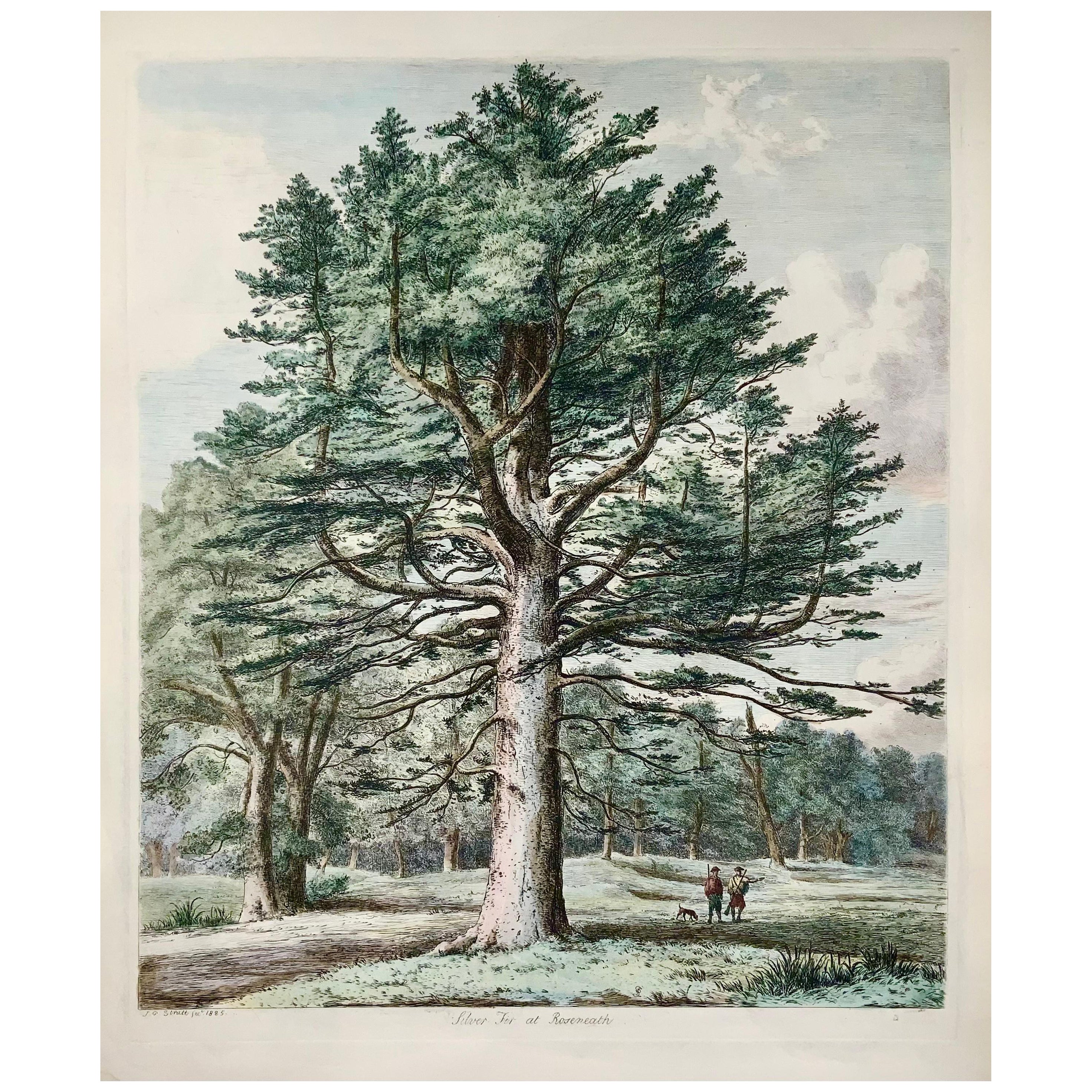 1826 Silver Fir, Pine, Jacob Strutt, Imp. Folio, Etched, Hand Colour For Sale