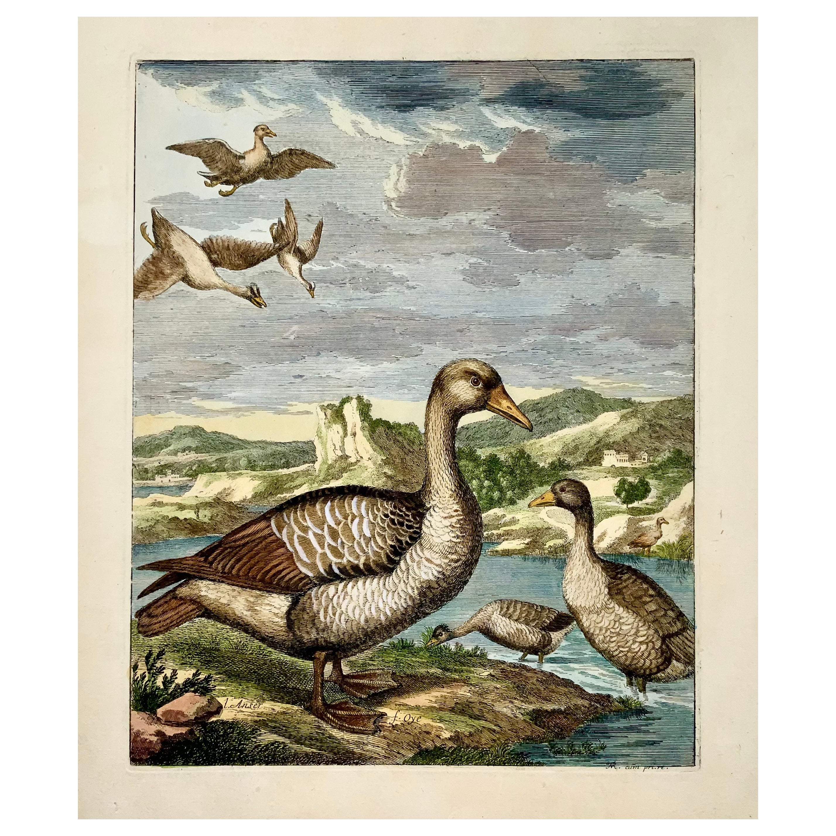 1673 Geese, Nicolas Robert (B.1614), Ornithology, Large Folio Etching For Sale