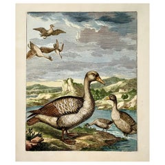 1673 Geese, Nicolas Robert (B.1614), Ornithology, Large Folio Etching