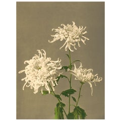 Beautiful Japanese Archival Ink Photo Print, "Chrysanthemum"