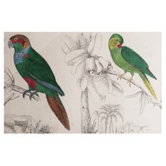 Original Antique Print of Parrots, 1847 'Unframed'