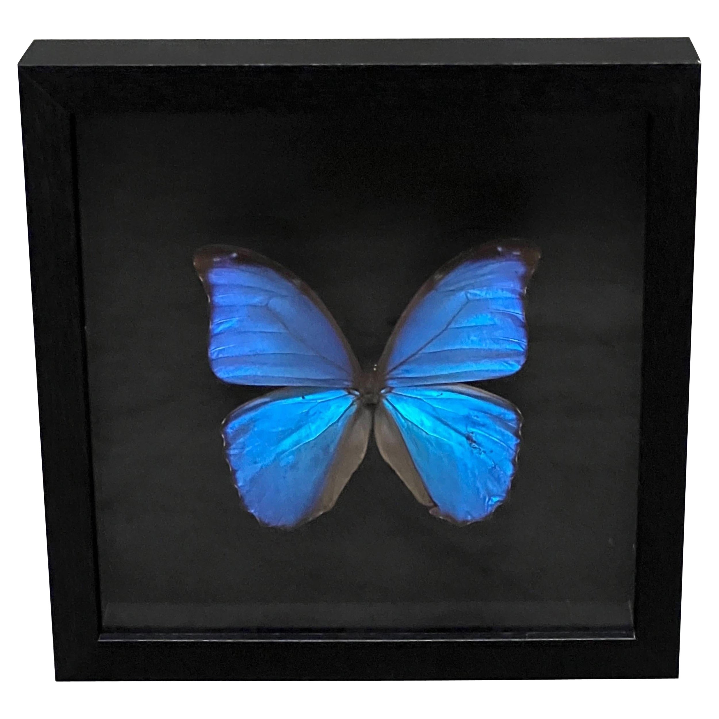 Morpho Buttefly in Black Frame