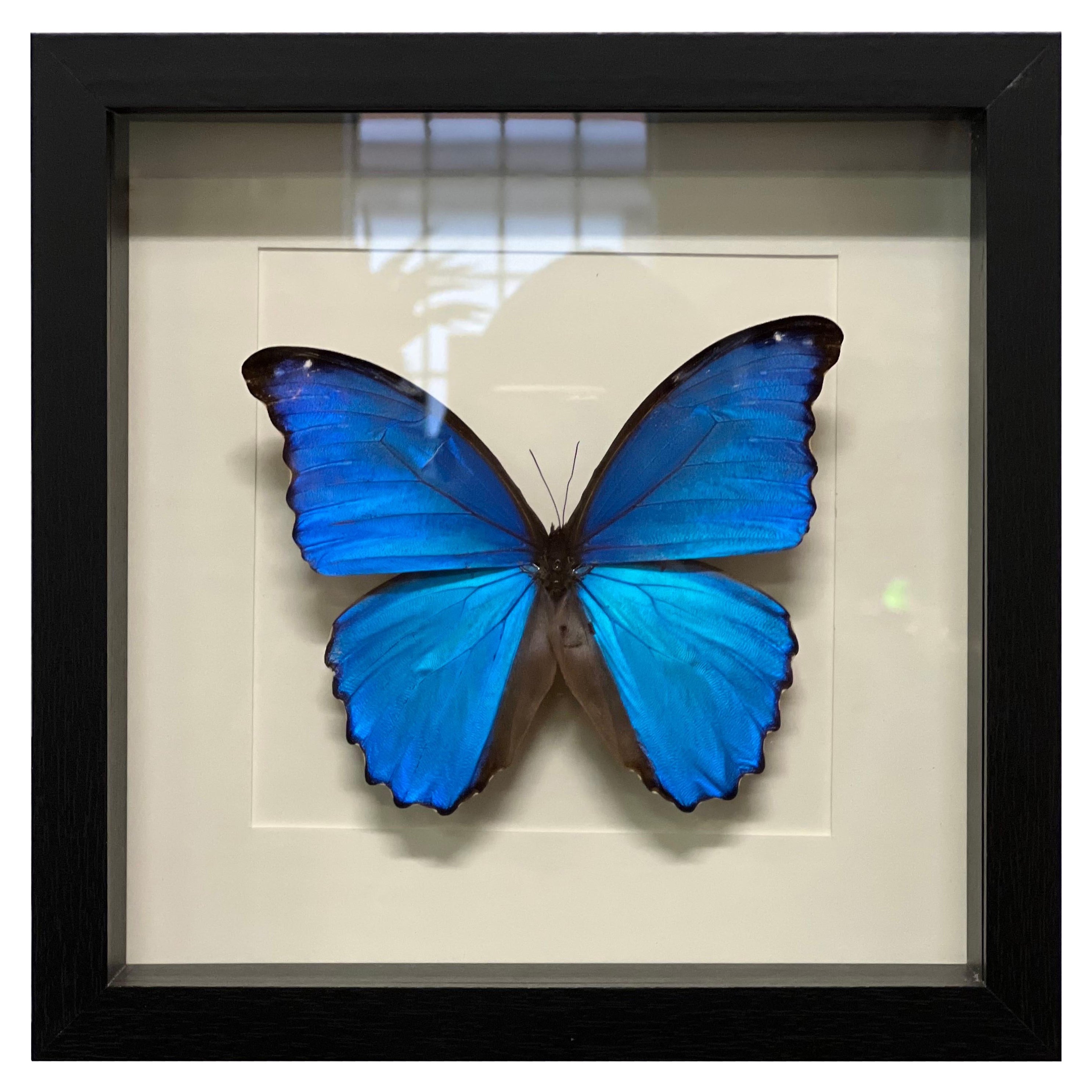 Morpho Butterfly in Frame