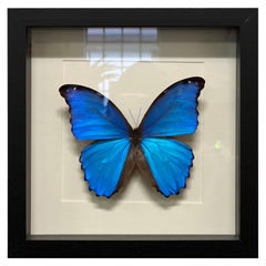 Morpho Butterfly in Frame