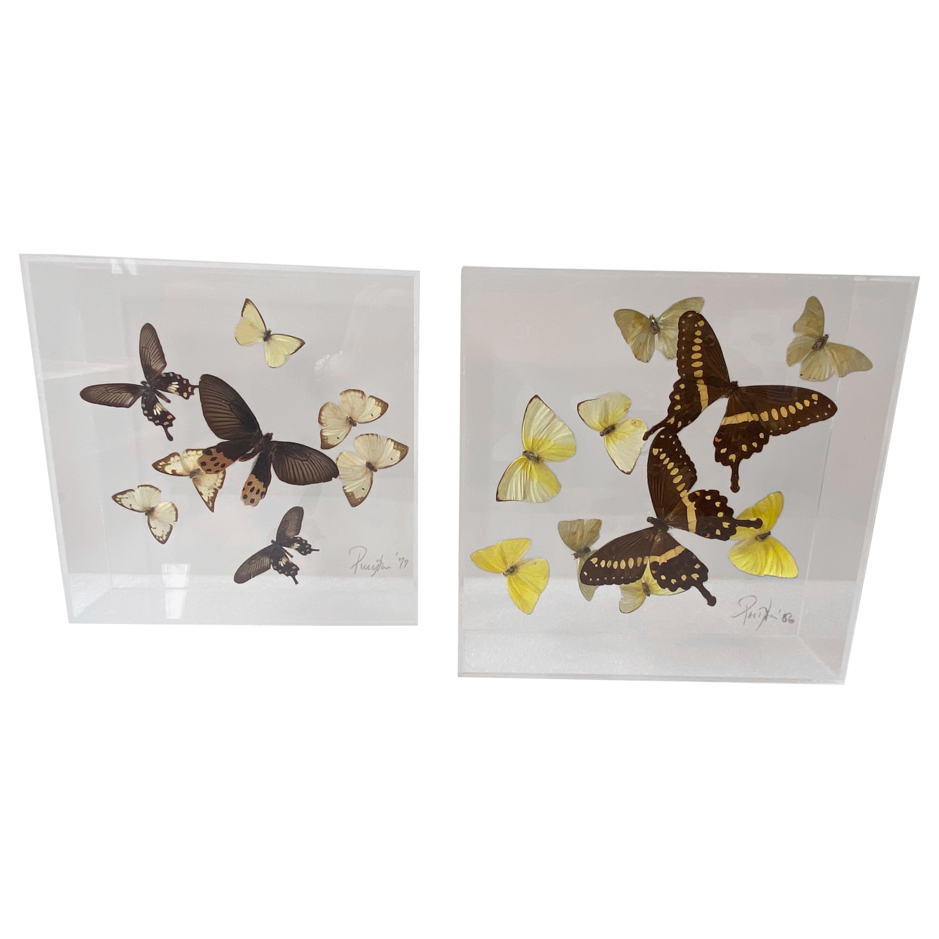 Paul Purington Butterflies in 2 Lucite Boxes For Sale