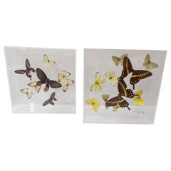 Vintage Paul Purington Butterflies in 2 Lucite Boxes