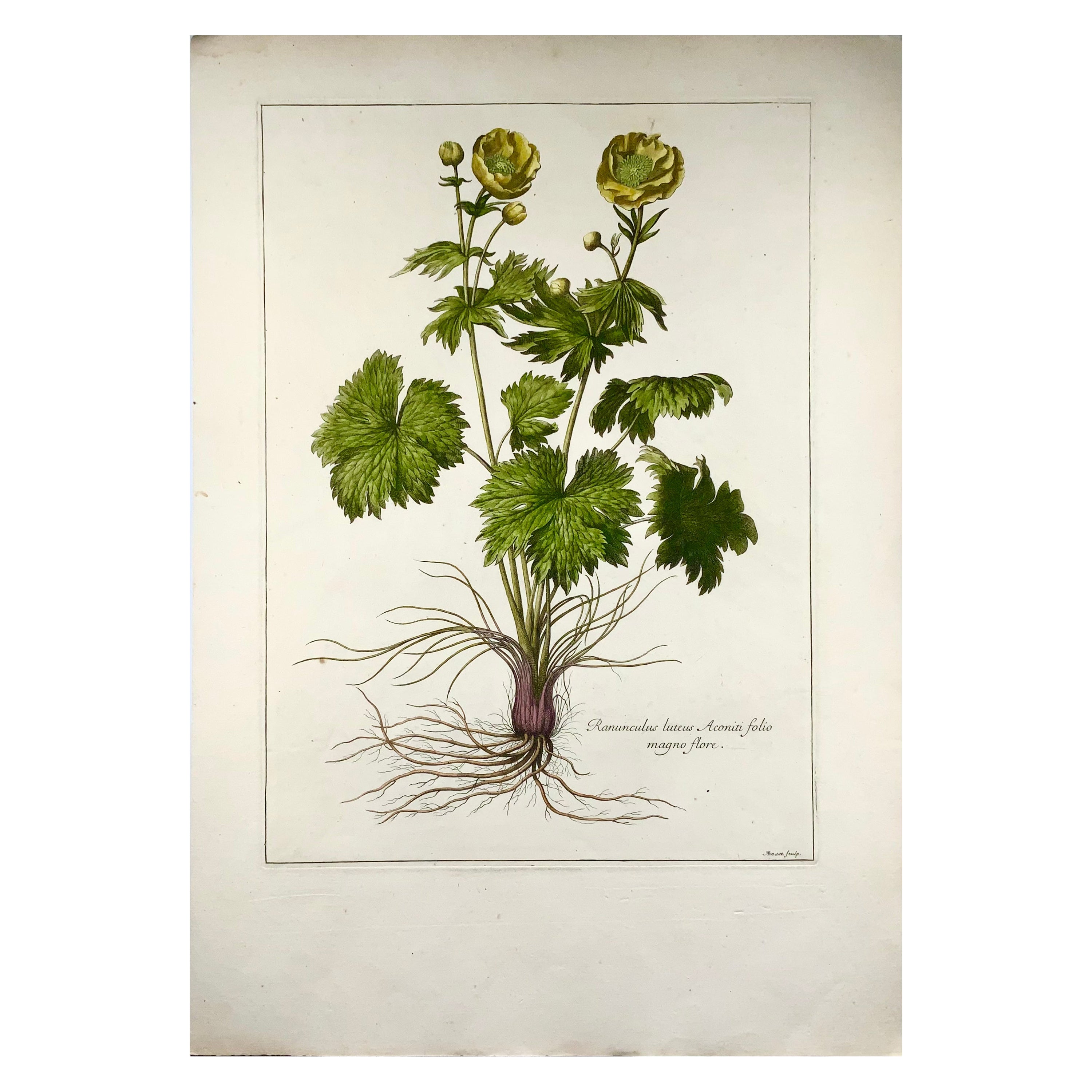 circa 1670 Buttercup, Nicholas Robert, A. Bosse, Botanical For Sale