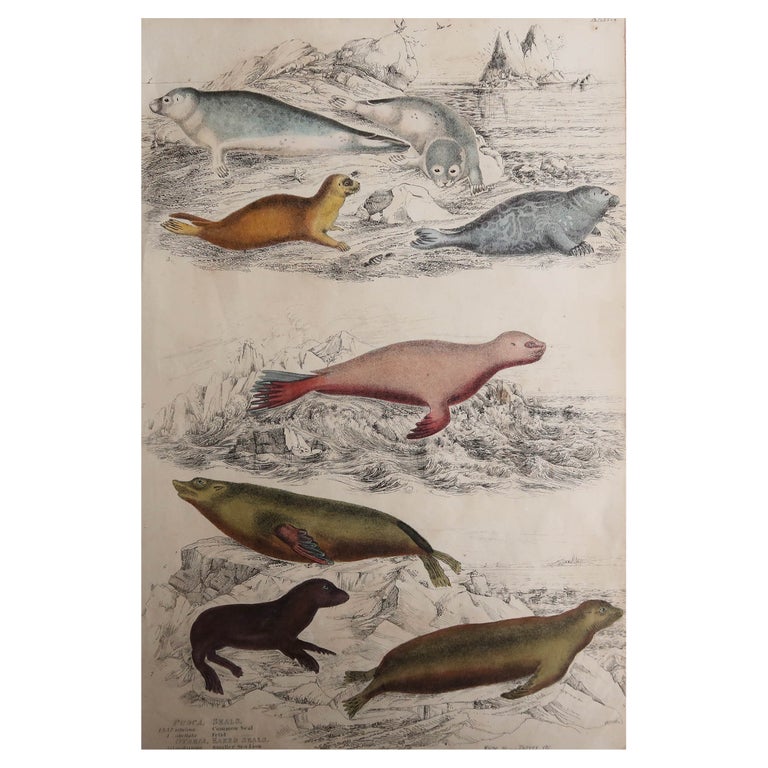 Ancienne Grande Estampe Rehaussée à La Gouache Par De Marcil