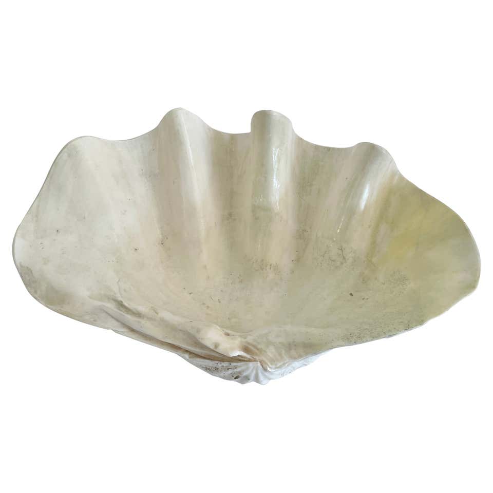 Giant Scalloped Clam Shell Centrepiece at 1stDibs