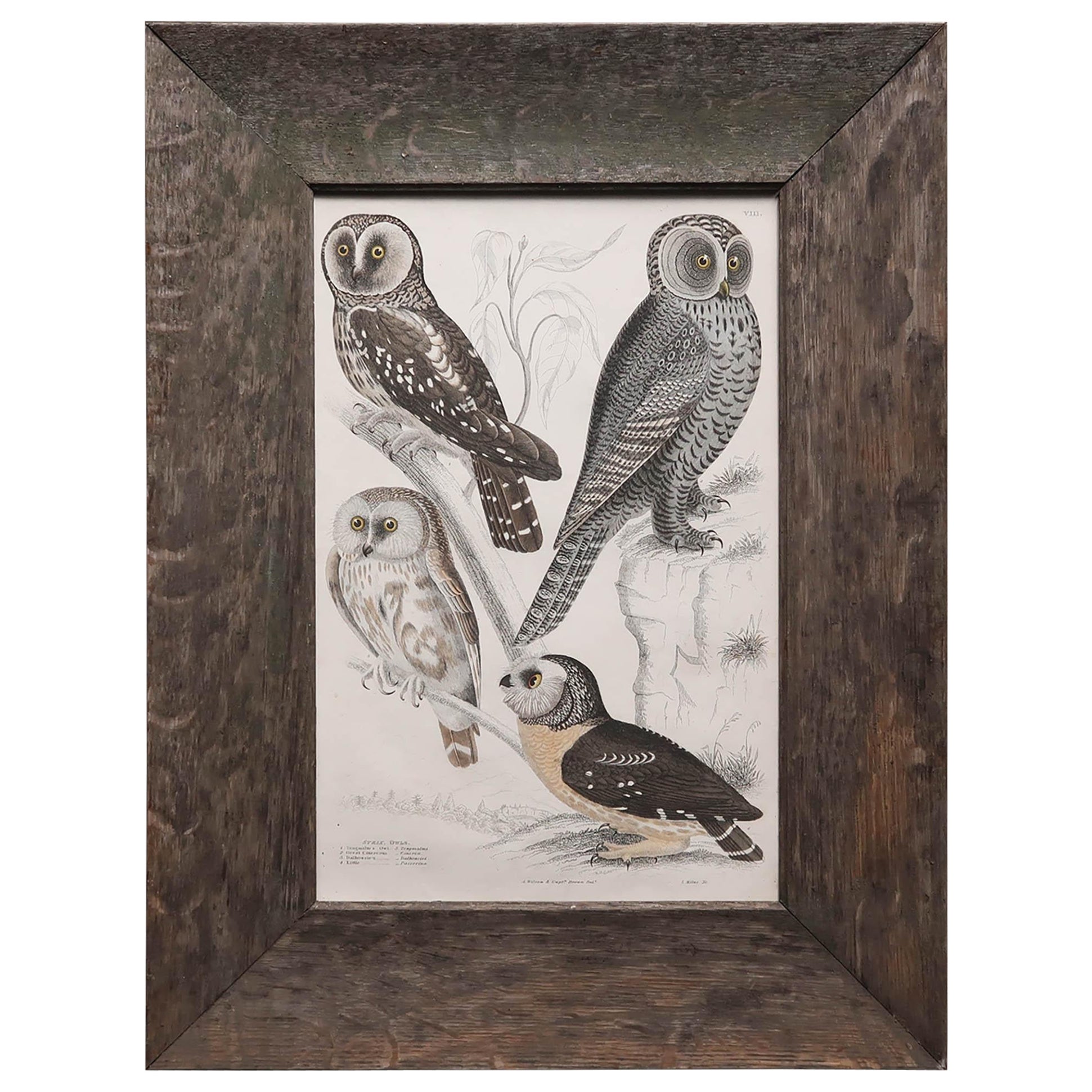 Original Antique Print of Owls circa 1835 For Sale