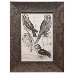 Original Antique Print of Owls circa 1835