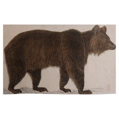 Original Antique Print of a Brown Bear, 1847 'Unframed'