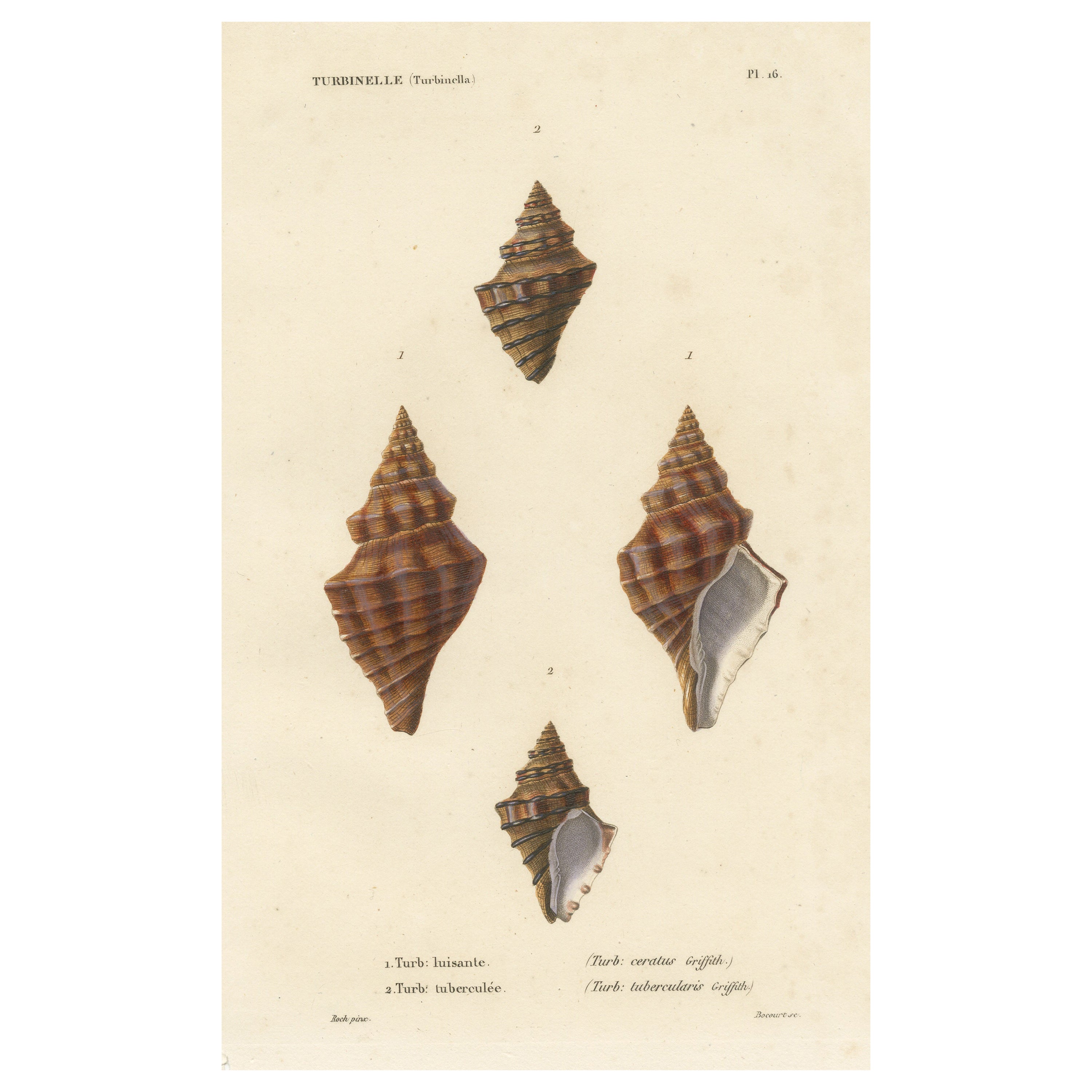 Turbinelle (Turbinella): Antique Sea Shell Print, circa 1840