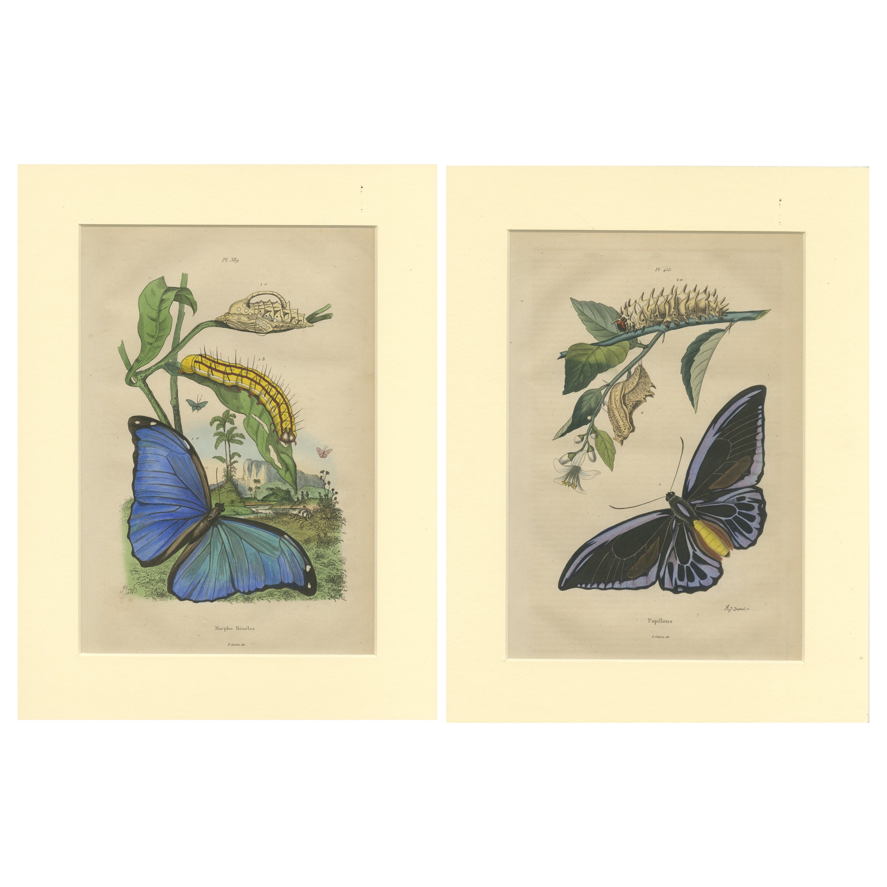 Ensemble de 2 estampes anciennes de Menelaus Blue Morpho et d'autres papillons