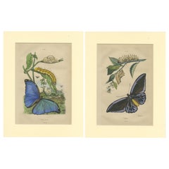 2er-Set antiker Drucke des Menelaus-Blauen Morpho und anderer Schmetterlinge