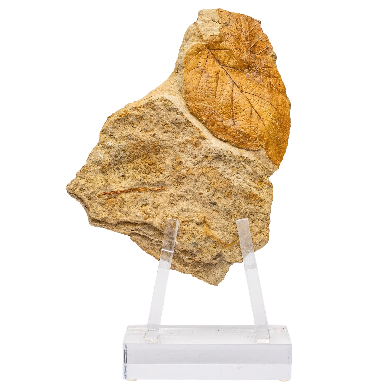 50 Millionen Jahre alte fossile Blätter aus Arkansas, montiert auf einem kundenspezifischen Stand aus Acryl