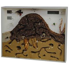 School Teaching Display Anthill of the Red Wood Ant Showcase 12