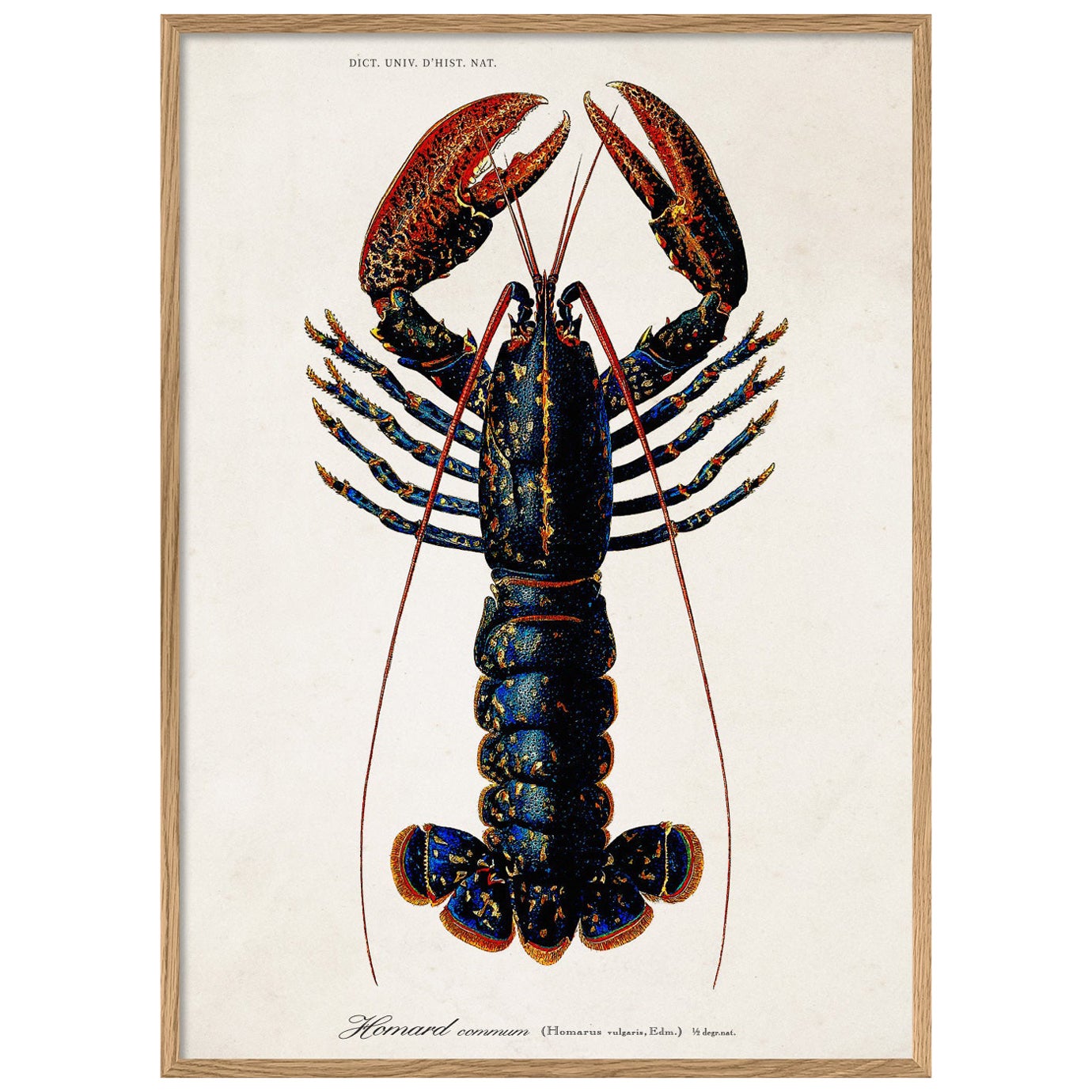 Beautiful Lobster Photo Print with Oak Frame For Sale at 1stDibs