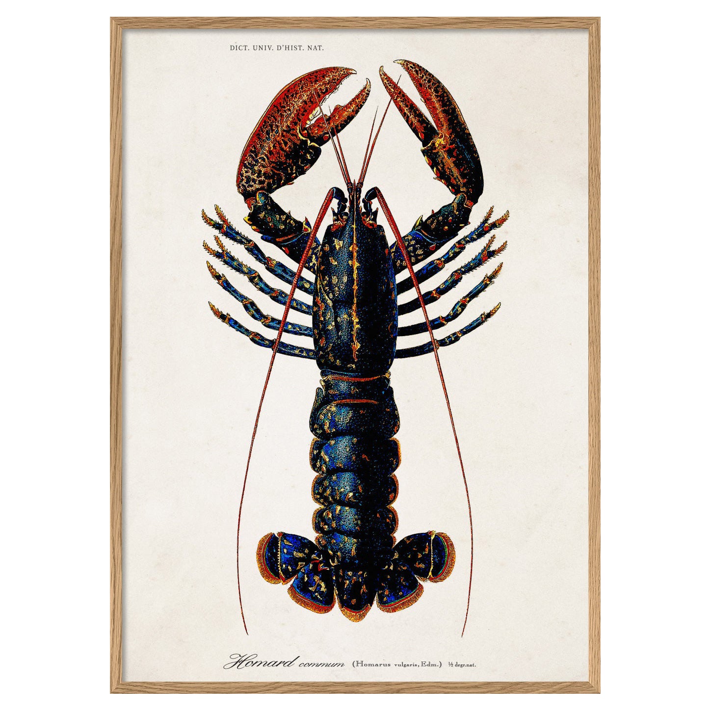 Beautiful Lobster Photo Print with Oak Frame