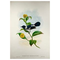 1888 Pied Flycatcher, John Gould (né en 1804), magnifique lithographie colorée à la main 