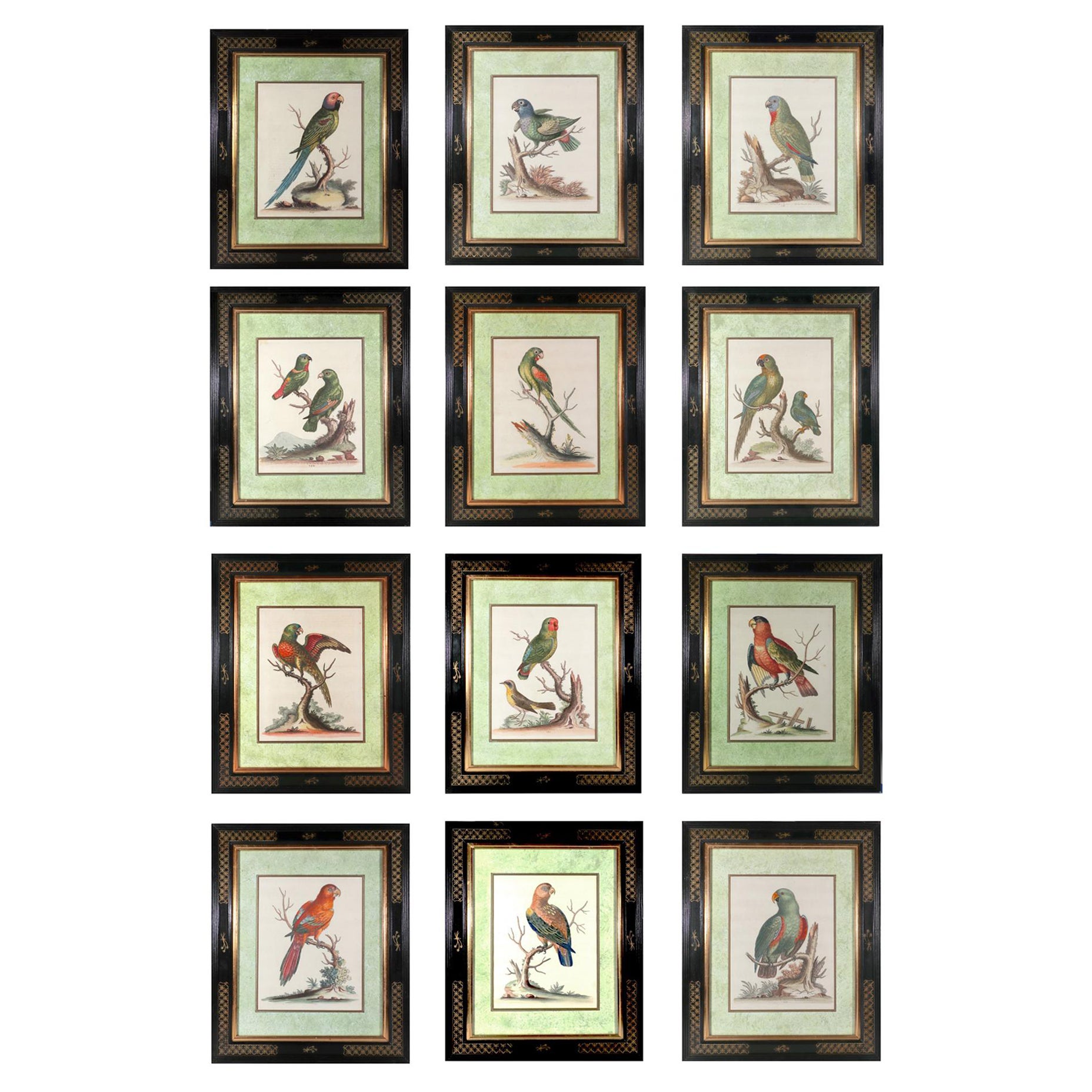 Ensemble de douze gravures de perroquets de George Edwards avec cadres de style chinoiseries