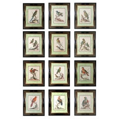George Edwards Set of Twelve Parrot Engravings with Chinoiserie Frames