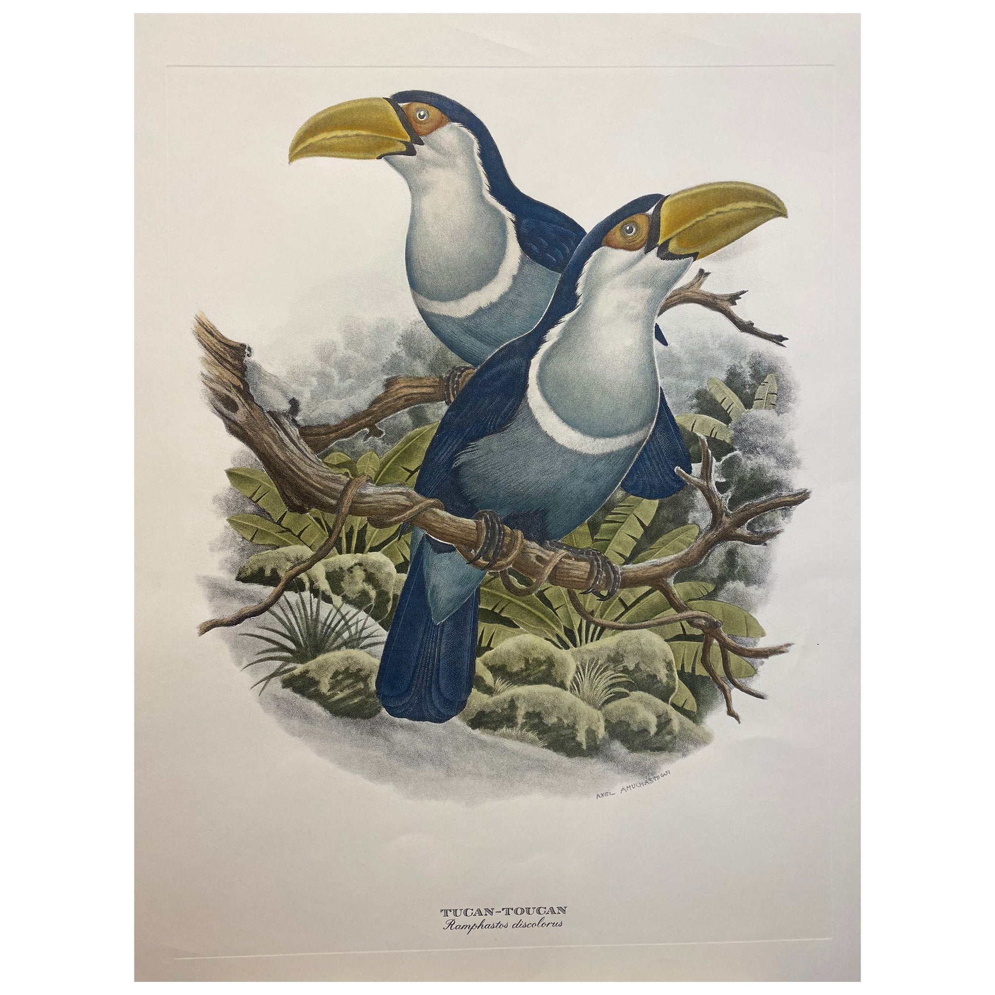Italian Contemporary Hand Colored Print Axel Amuchastegui "Tucan" Blue Tones For Sale