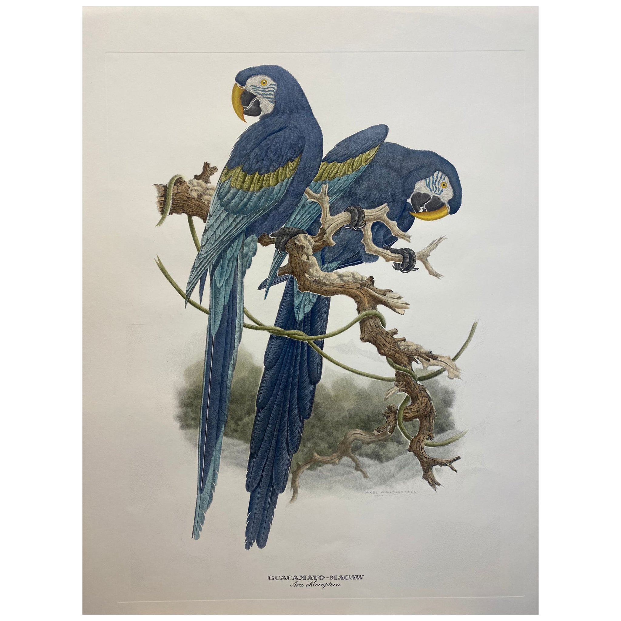 Italian Contemporary Hand Colored Print Axel Amuchastegui "Parrots" Blu Tones For Sale