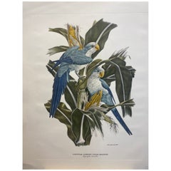 Axel Amuchastegui imprimé italien contemporain coloré à la main tons bleus « Parakkeets »