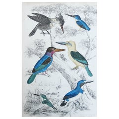 Large Original Antique Print of Kingfishers. circa 1835