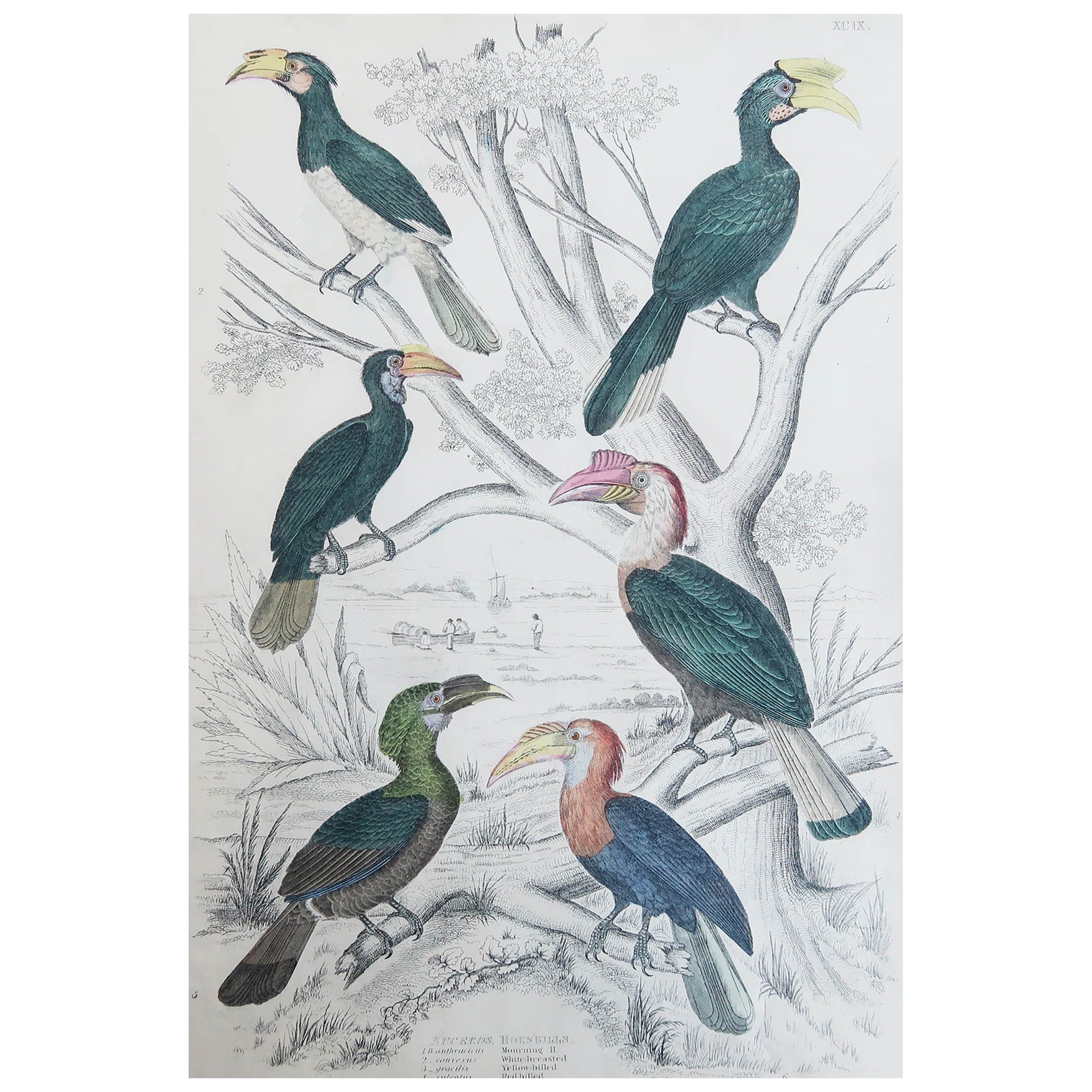 Large Original Antique Print of Hornbills, circa 1835