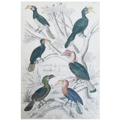 Large Original Antique Print of Hornbills, circa 1835