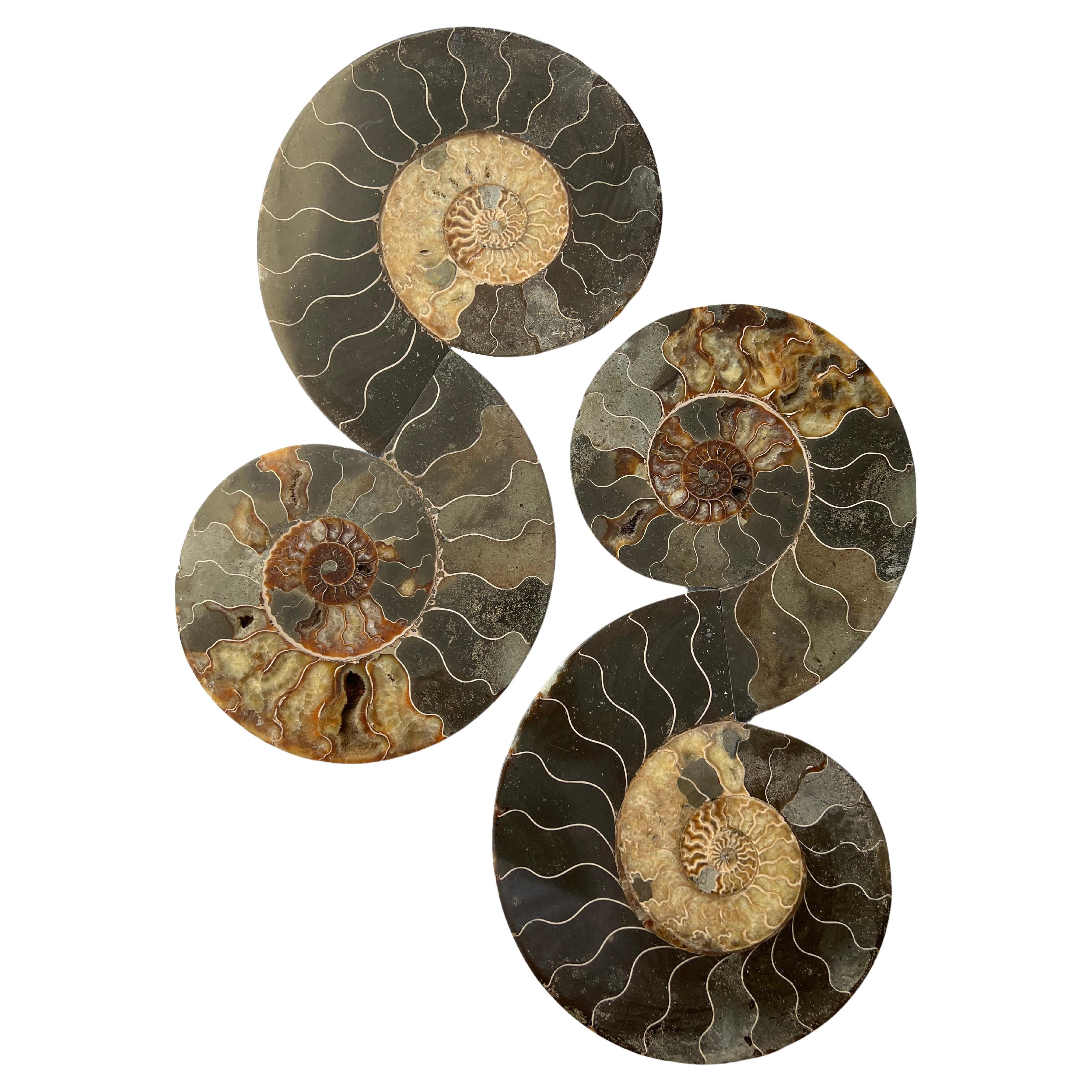 Sculptures d'ammonites à circonvolutions de Mary Brōgger