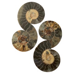Ammonitenfalten-Skulpturen von Mary Brōgger