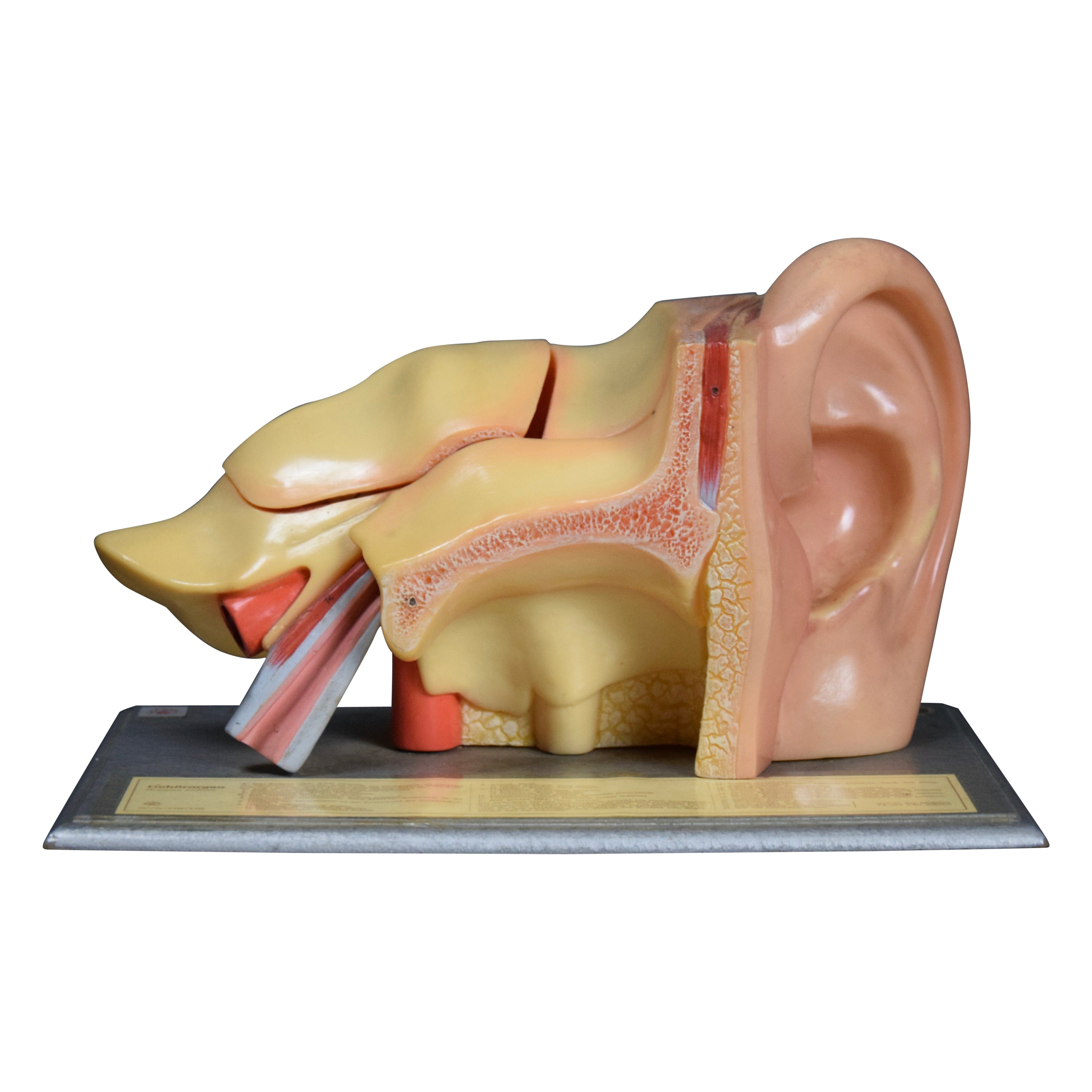 Modèle d'oreille anatomique détaillé fabriqué en Allemagne de l'Est par Somso