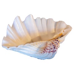 Retro Big Clam Shell Natural Specimen