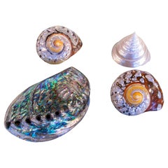 Set Consisting of Four Shells of Different Shapes of Mother-of-pearl