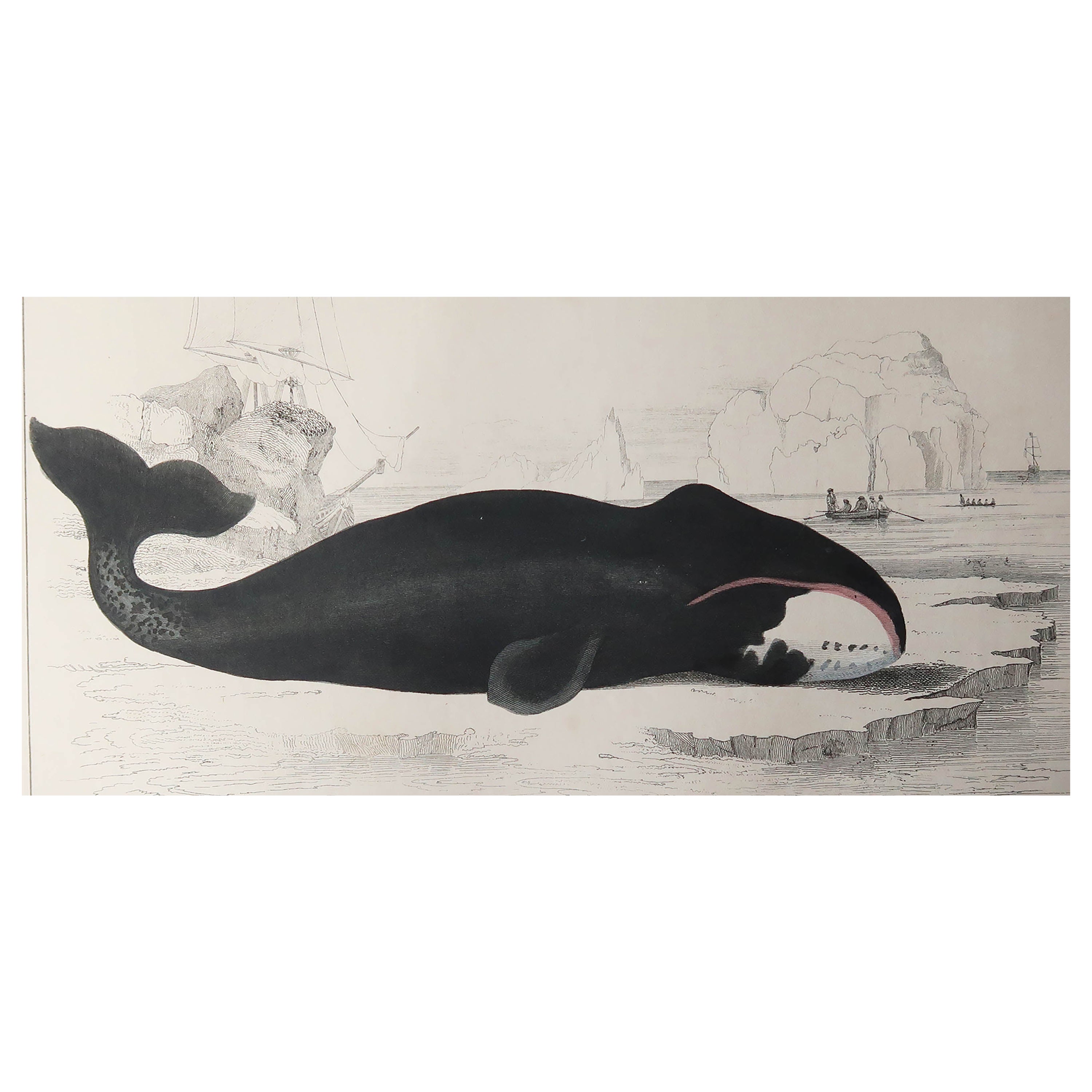 Original Antique Print of a Whale, 1847 'Unframed'