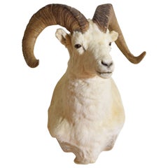 American Dall Ram Sheep Shoulder Mount, 20th Century