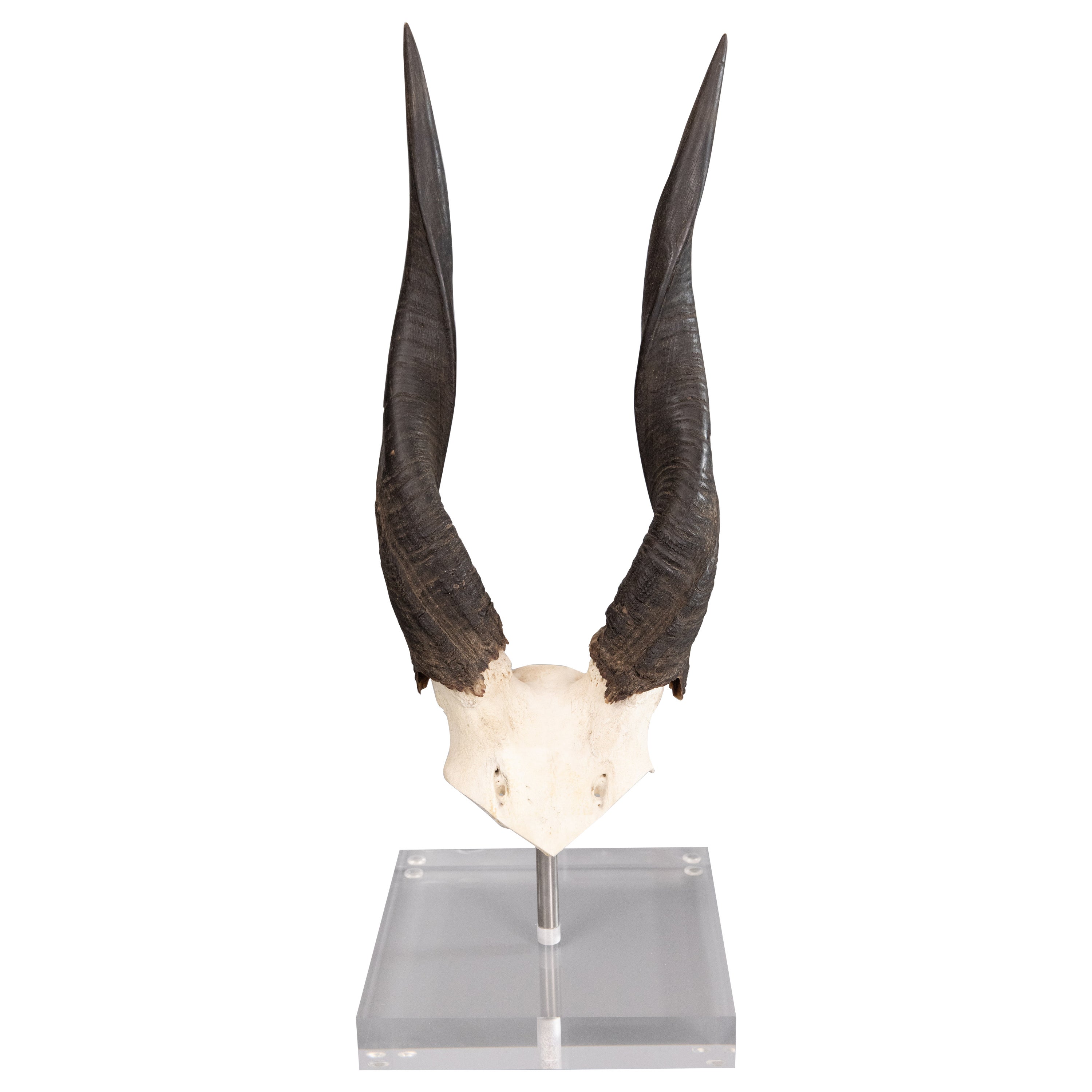 African Buschbuck Antelope Horns on Lucite Stand For Sale