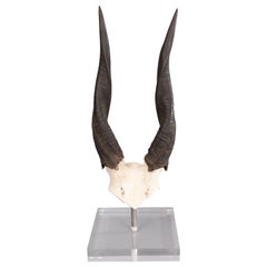 African Buschbuck Antelope Horns on Lucite Stand