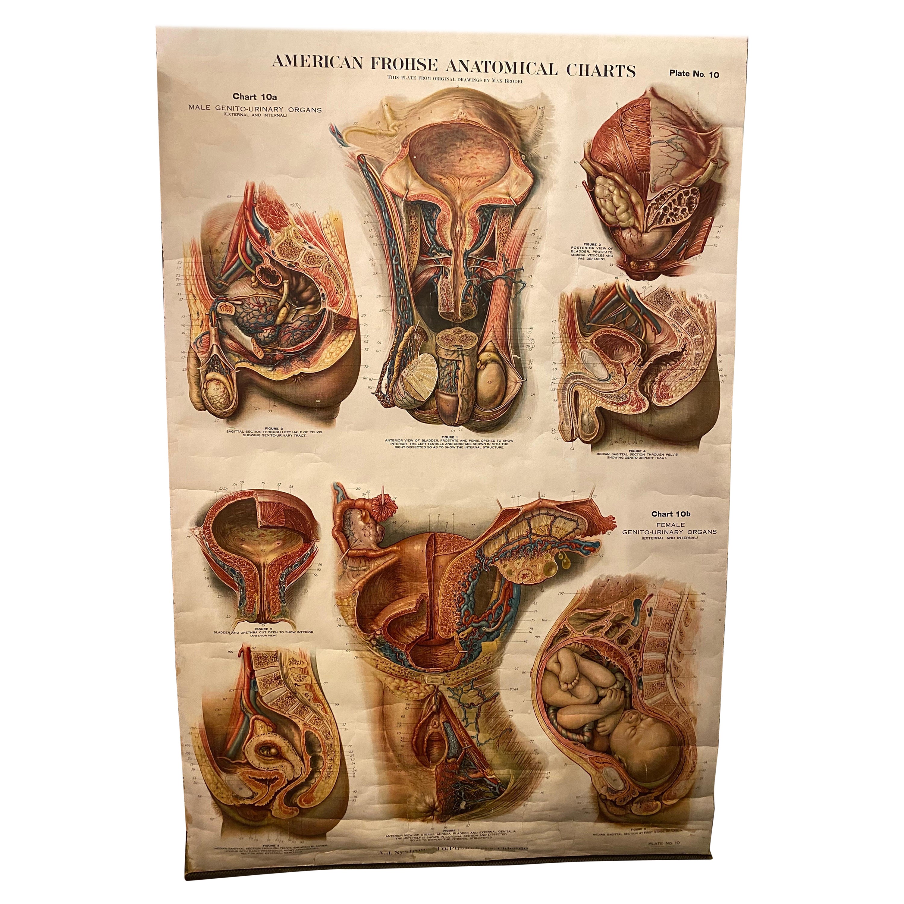 Genito-Urinary Anatomical Chart Fritz Frohse For Sale