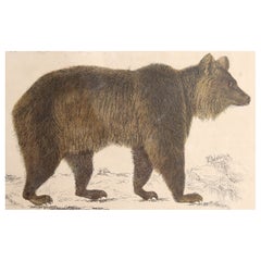 Original Antique Print of a Brown Bear, 1847 'Unframed'