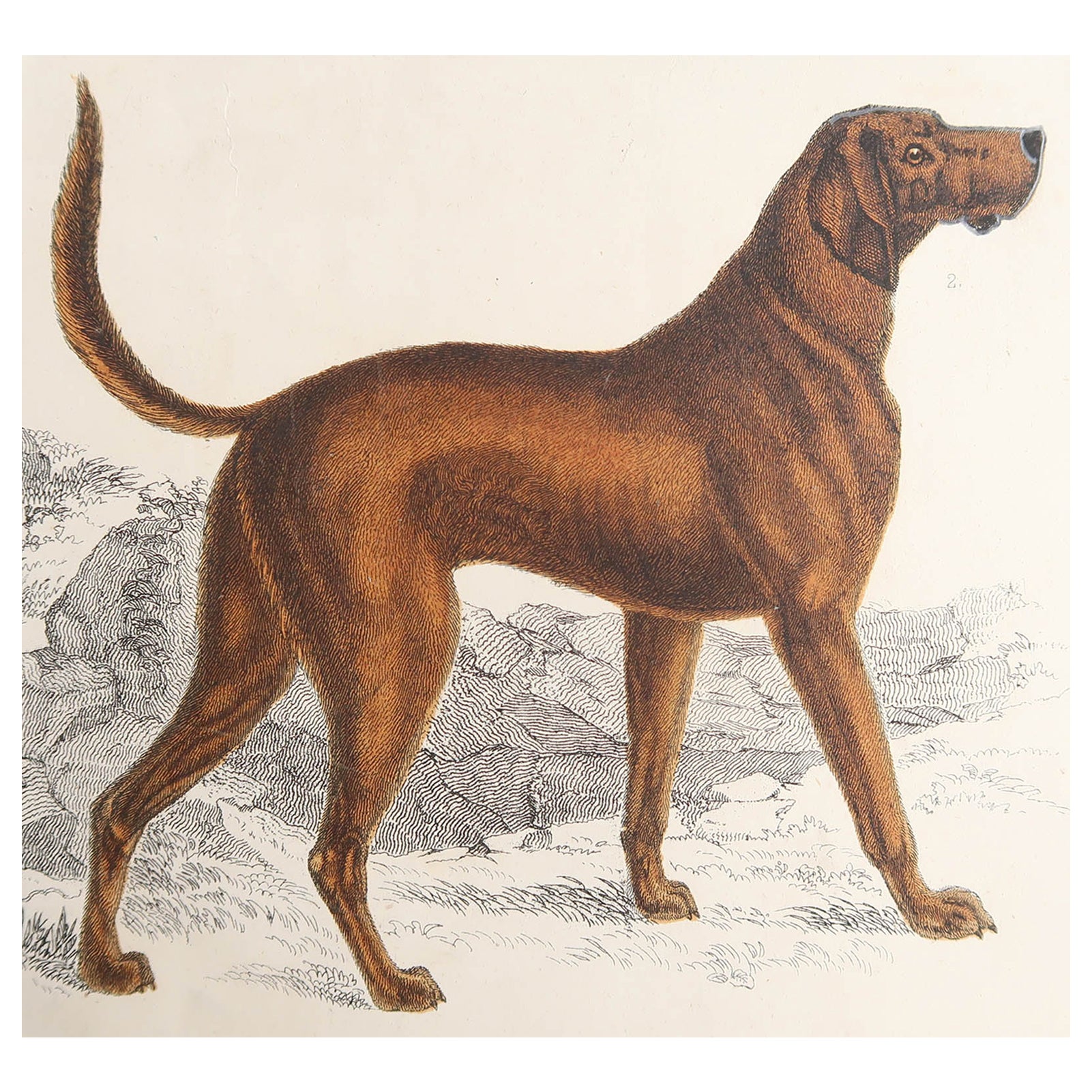 Original Antiker Druck eines englischen Sporthundes, 1847, ungerahmt