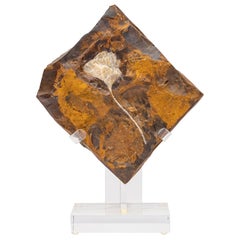 Ginkgo Biloba Fossil Leaf, 270 Years Old Mounted on a Custom Acrylic Stand